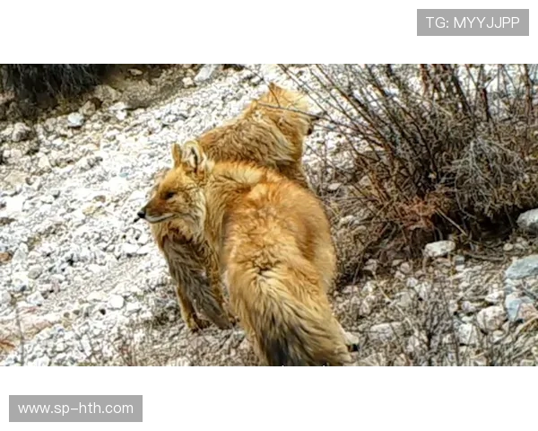 英超食物链闭环背后的竞争平衡，弱队不再弱